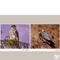 گونه ترمتای Merlin